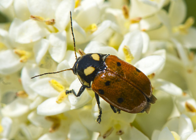 Chrysomelidae: Cryptocephalus tricolor